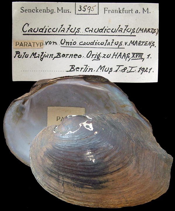 image of lot SMF_3595_1