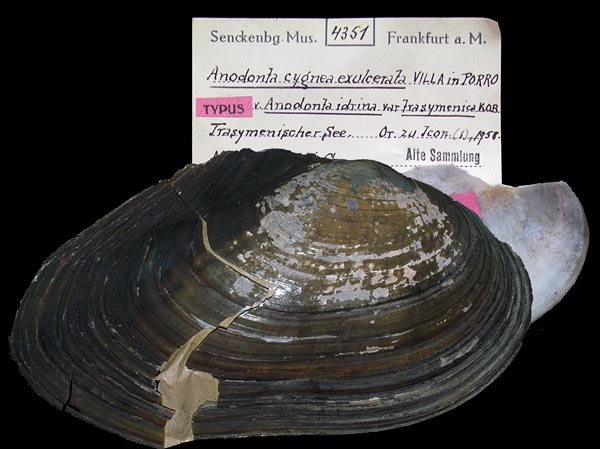 image of type lot image of type lot