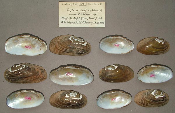 image of lot SMF_106