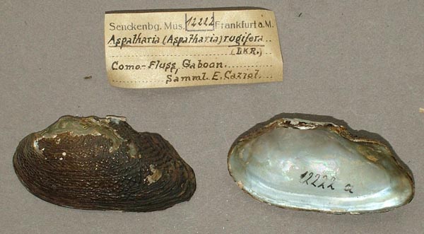 specimen