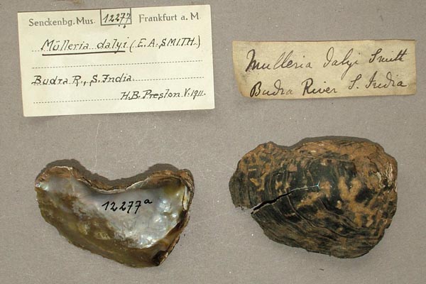 image of lot SMF_12277