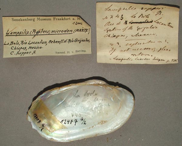 specimen