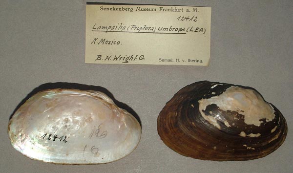 image of lot SMF_12412