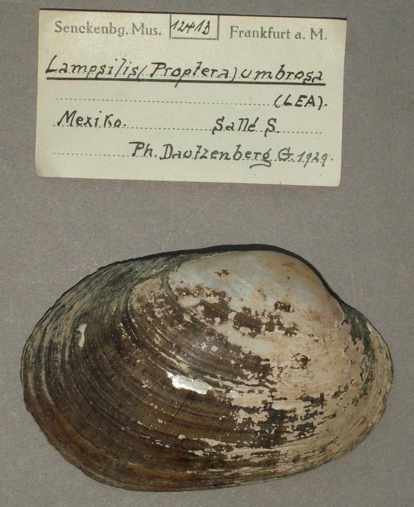 image of lot SMF_12413