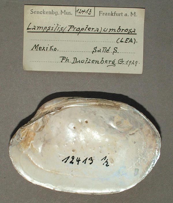 image of lot SMF_12413