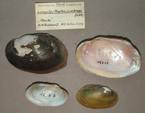 image of lot SMF_12414