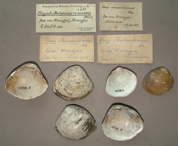 image of lot SMF_12778