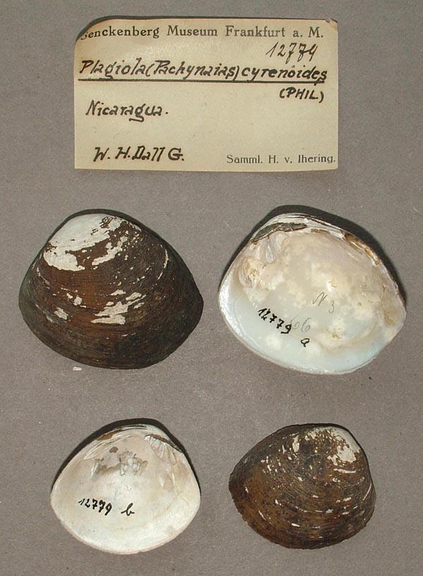 image of lot SMF_12779