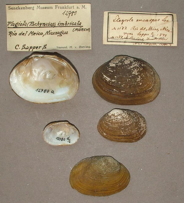 image of lot SMF_12780