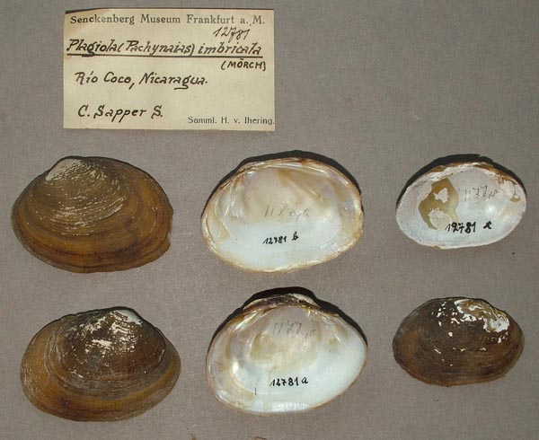 image of lot SMF_12781