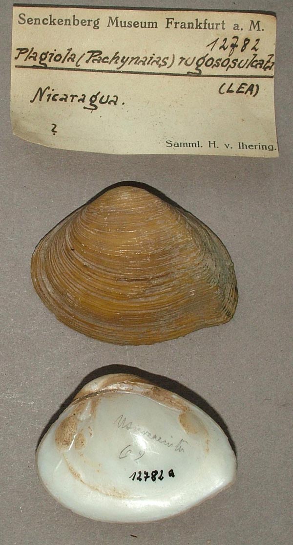 image of lot SMF_12782