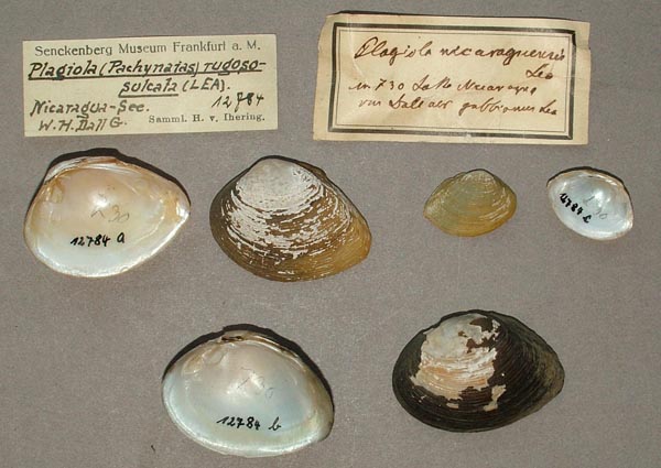 image of lot SMF_12784