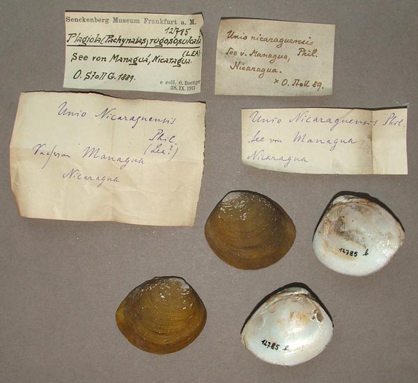 image of lot SMF_12785