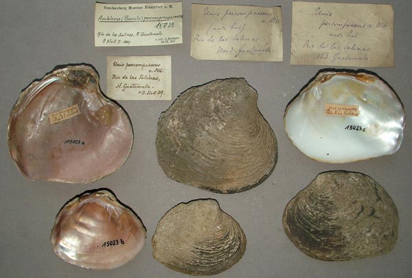 image of lot SMF_15023