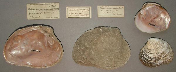 image of lot SMF_15024