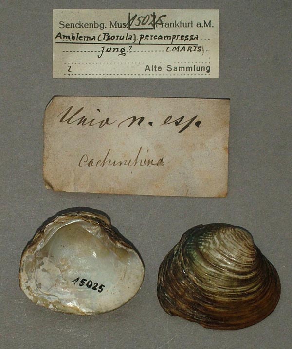 image of lot SMF_15025