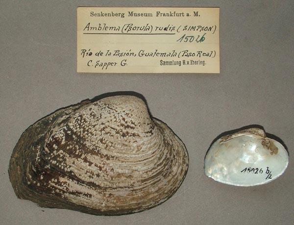 image of lot SMF_15026