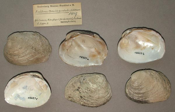 image of lot SMF_15027