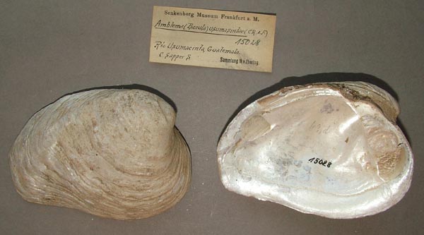 image of lot SMF_15028