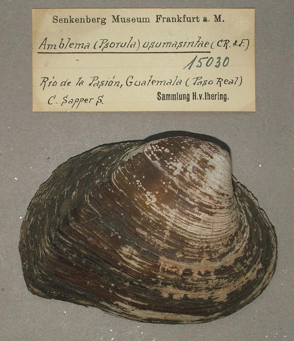 image of lot SMF_15030