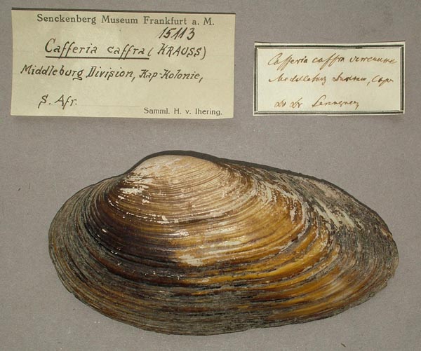 image of lot SMF_15113