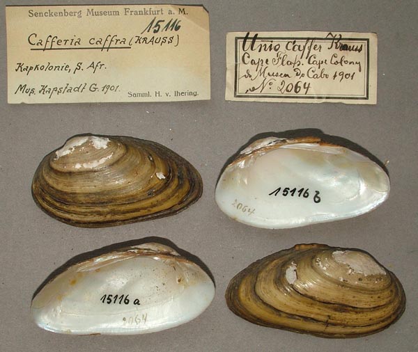 image of lot SMF_15116