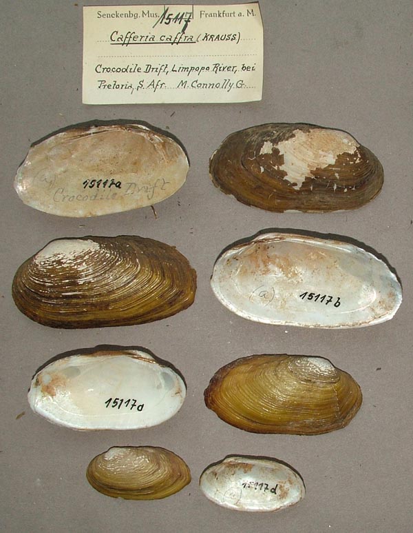 image of lot SMF_15117