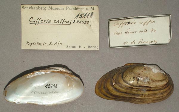 image of lot SMF_15118