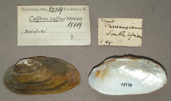 image of lot SMF_15119