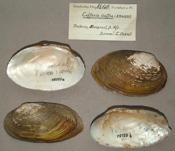 image of lot SMF_15120