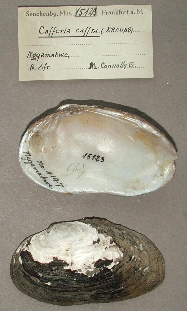 image of lot SMF_15123