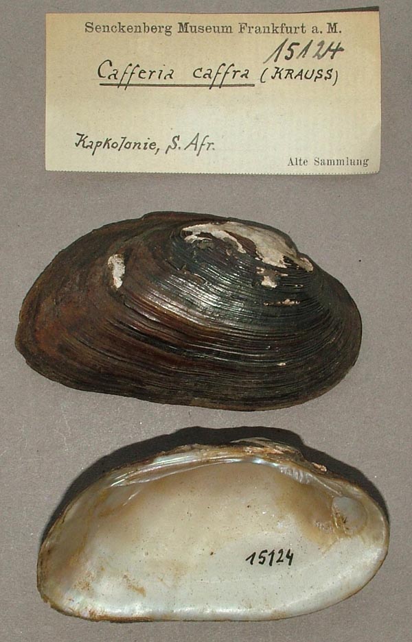 image of lot SMF_15124