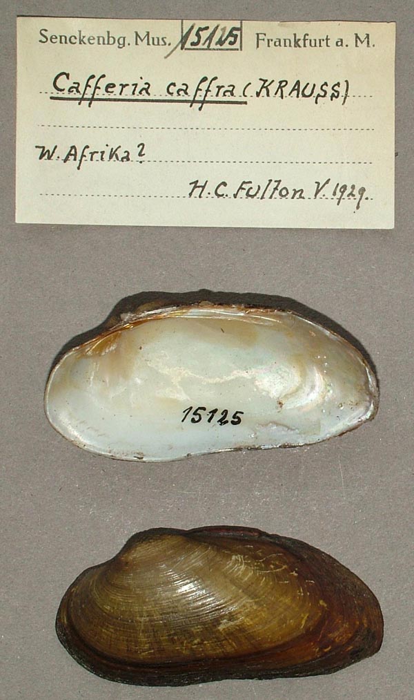 image of lot SMF_15125