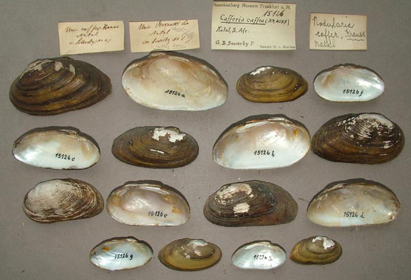 image of lot SMF_15126