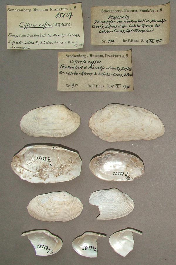 image of lot SMF_15127