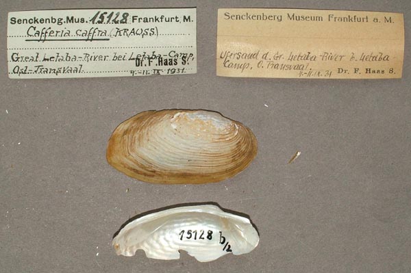 image of lot SMF_15128