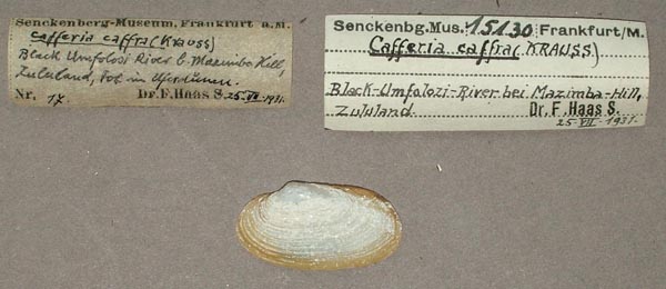 image of lot SMF_15130