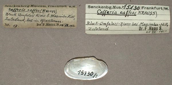 image of lot SMF_15130