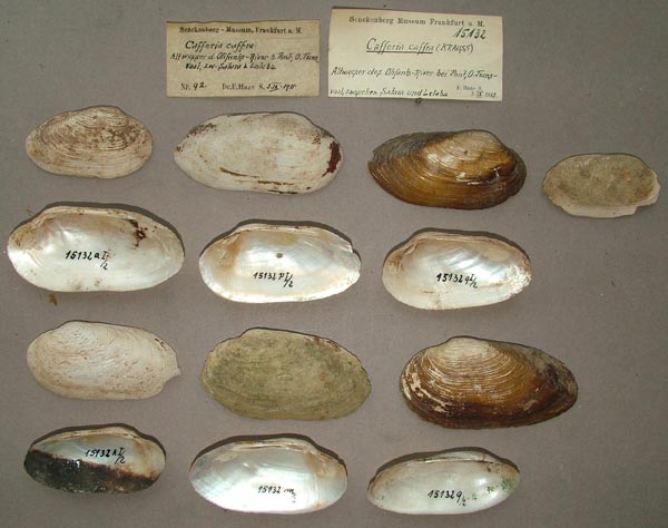 image of lot SMF_15132