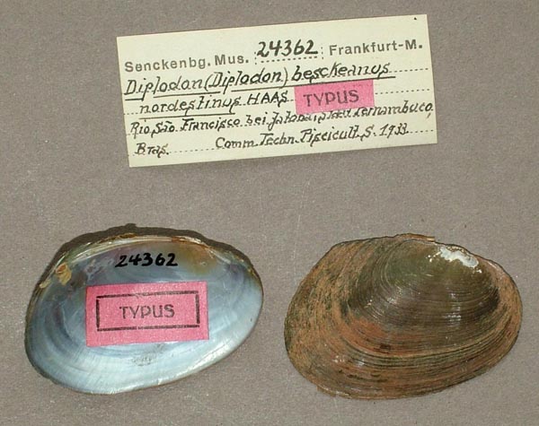 specimen