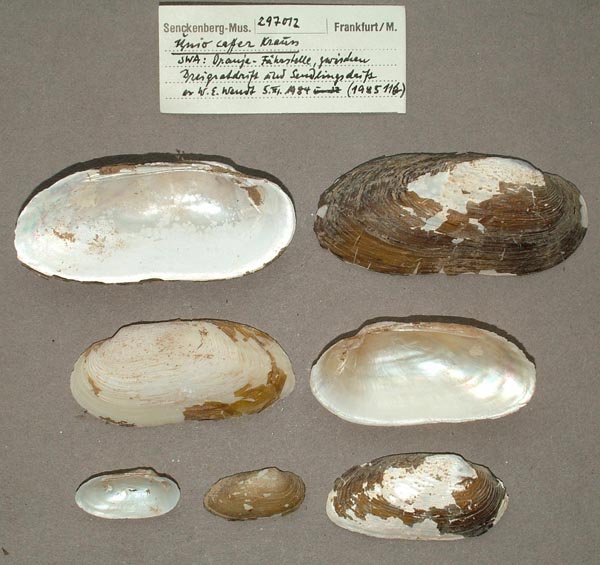 image of lot SMF_297012