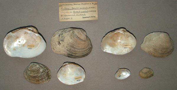 image of lot SMF_3475