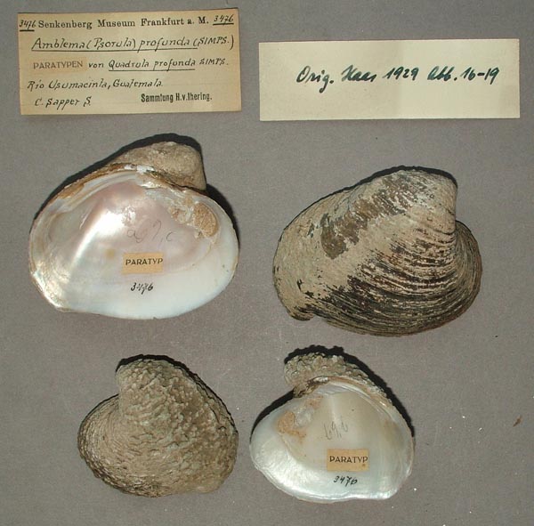 image of lot SMF_3476