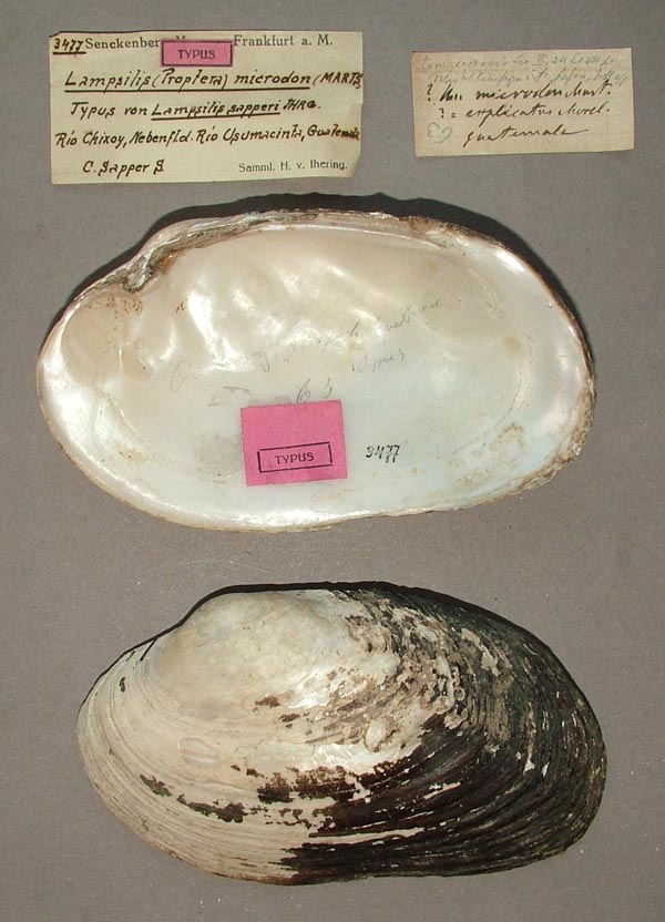 specimen