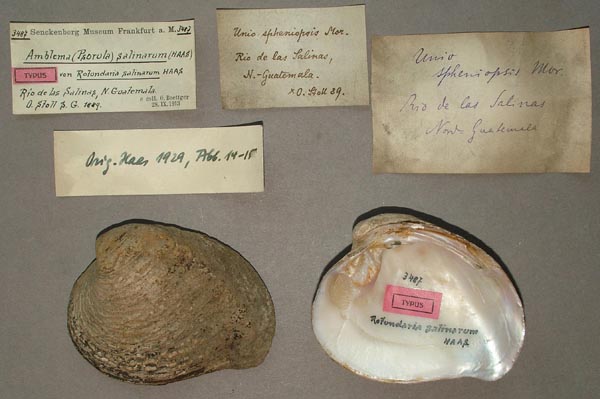 image of lot SMF_3487