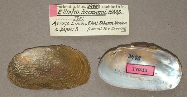 image of lot SMF_3488