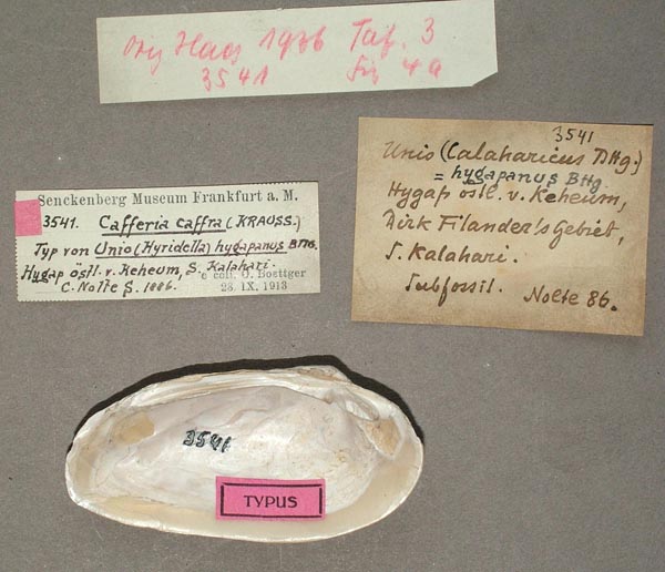 image of lot SMF_3541