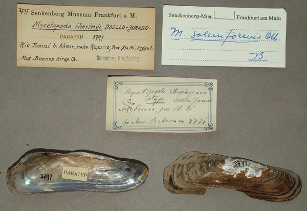 specimen