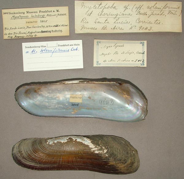 specimen