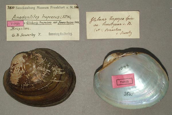 specimen